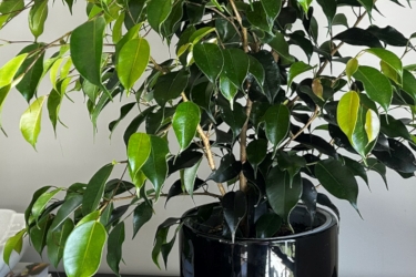 Ficus Danielle Variety Thumbnail3.jpeg